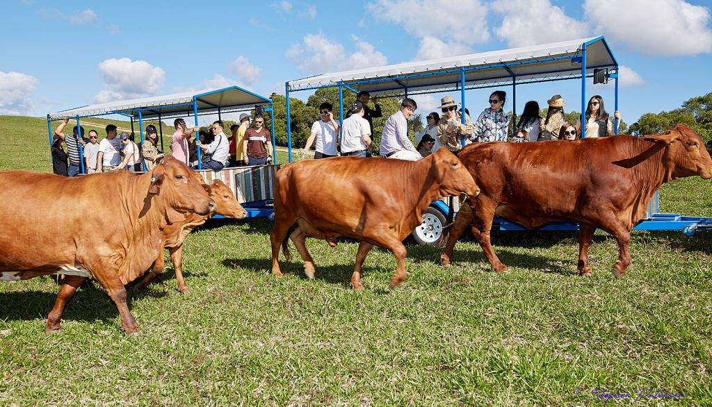 KUR-World KUR-Cow