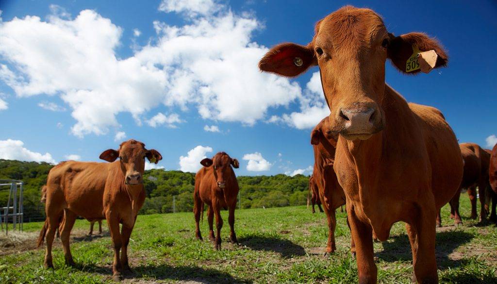 KUR-World KUR-Cow